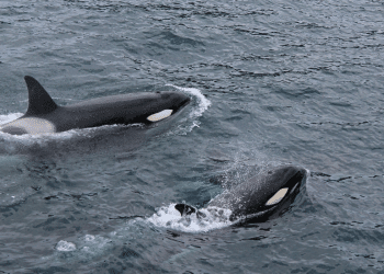 Kitovi ubojice koriste stabljike morskih alga za međusobno ‘uređivanje’