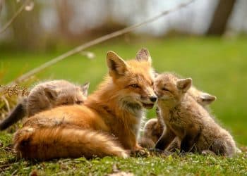 Zagrebački ZOO slavi 100 godina: Od tri lisice do svjetski važnog centra za očuvanje prirode