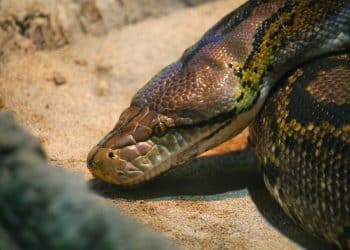 Zmija jača od zakona: Prekid sjednice spriječio usvajanje zakona o femicidu