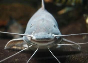 Divovski som od 90 kilograma napao plivače u Njemačkoj – policija ga usmrtila