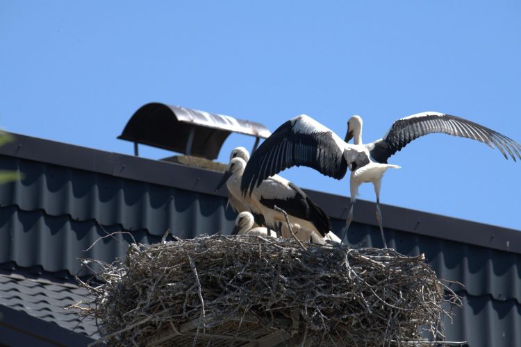 Zagreb bogatiji za 133 mlade bijele rode, najviše ih je na Jakuševcu