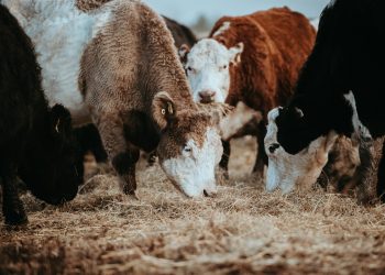 Kod Vrlike potvrđena bedrenica: Uginulo najmanje 60 grla, uvedene hitne mjere