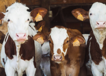 Pokrenuta veterinarska inspekcija Državnog inspektorata zbog izbijanja zarazne bolesti bedrenice