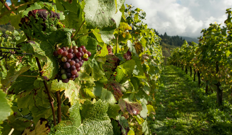 Zatvorenici iz Lepoglave osvojili medalje za vina i med