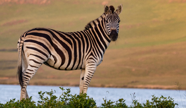 Zebre pobjegle iz cirkusa u Münchenu, ali do ulica bavarskog grada nisu stigle