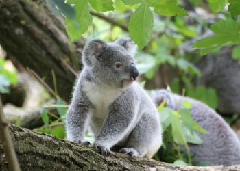 Koale provedu 0,7 posto dana na tlu – tada najčešće ugibaju