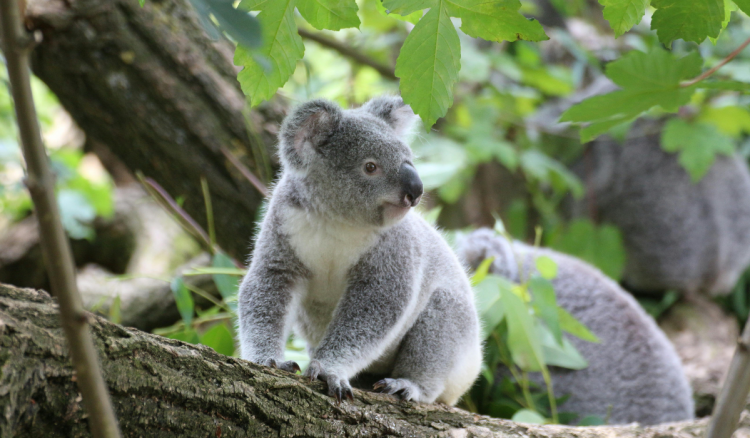 Koale provedu 0,7 posto dana na tlu – tada najčešće ugibaju