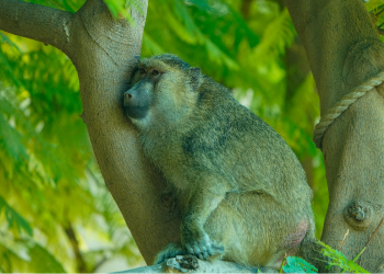 Zoološki vrt u Nürnbergu usmrtio 12 zdravih pavijana zbog prenapučenosti