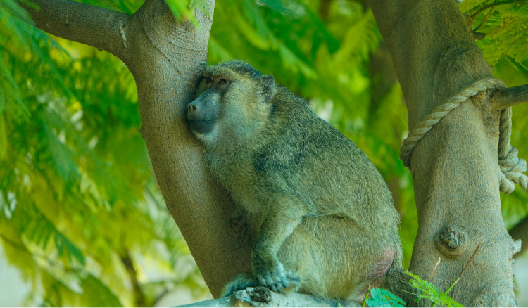 Zoološki vrt u Nürnbergu usmrtio 12 zdravih pavijana zbog prenapučenosti