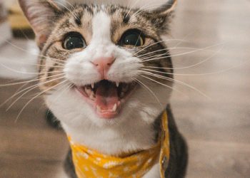 EU uvodi obvezno mikročipiranje mačaka