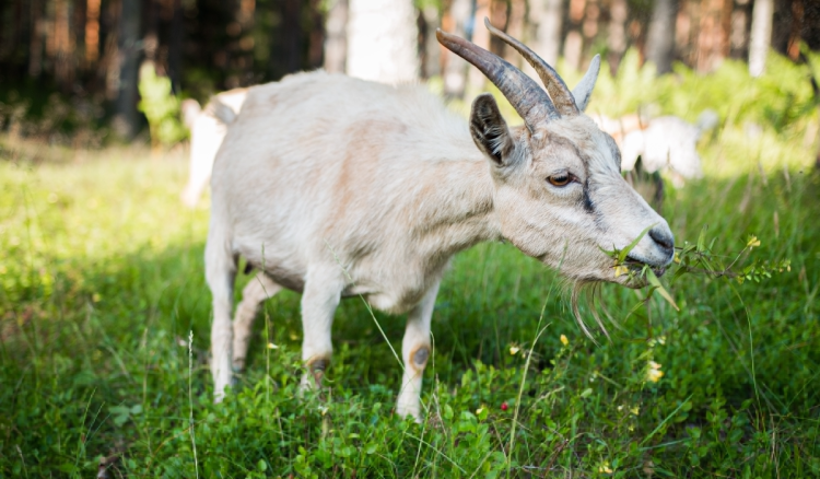 Svjetska premijera dokumentarnog filma ‘Koze!’ prikazat će se na Filmskom festivalu u Locarnu