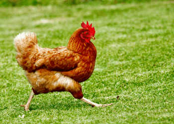 Zoološki vrt u Danskoj traži kokoši i zečeve kao prehranu za svoje predatore