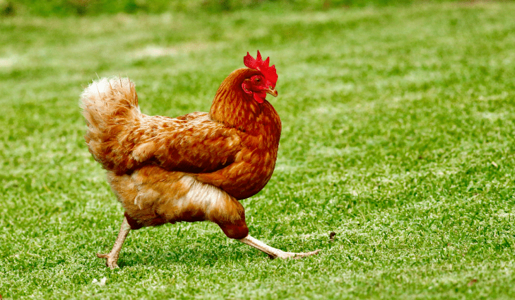 Zoološki vrt u Danskoj traži kokoši i zečeve kao prehranu za svoje predatore