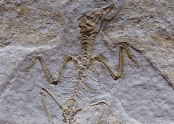 Istraživanje otkrilo kakvi su dinosauri dominirali u Bavarskoj regiji prije 150 milijuna godina