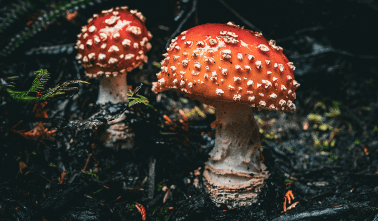 Otrovnim gljivama ubila troje rođaka, sada je osuđena na doživotan zatvor