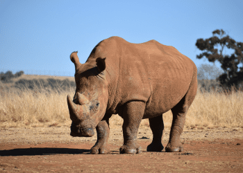 Svjetski poznati južnoafrički nacionalni park mogao bi dobiti novo ime zbog politike