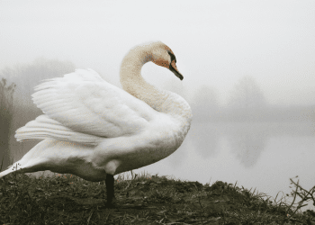 Labud zapeo na najprometnijem željezničkom kolodvoru u Škotskoj i izazvao pomutnju