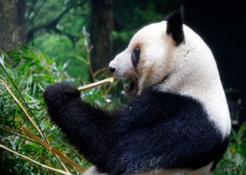 Japan mora vratiti Kini divovske pande