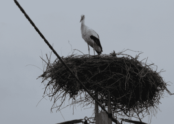 Ferrari i McLaren najbrži na prva dva treninga nove sezone F1