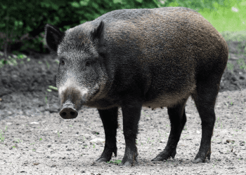 Vepar prošetao berlinskim trgovačkim centrom