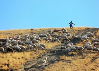 Slušamo li glas Dobrog Pastira i komu svoj glas dajemo?