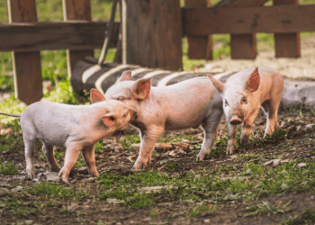 U Estoniji održano natjecanje u oponašanju skvičanja svinja