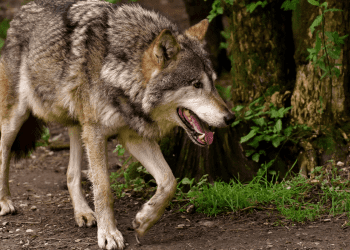 Vuk koji je ugrizao ženu u centru Hamburga uhvaćen