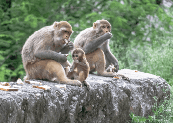 Majmuni na Gibraltaru otkrili lijek za želučane tegobe