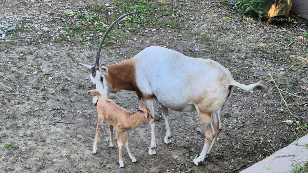 U zagrebačkom ZOO-u rođeno treće ovogodišnje mladunče sabljorogog oriksa U zagrebačkom ZOO-u rođeno treće ovogodišnje mladunče sabljorogog oriksa